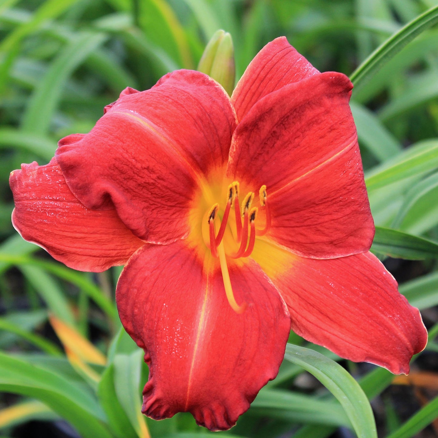 Chicago Apache Daylily