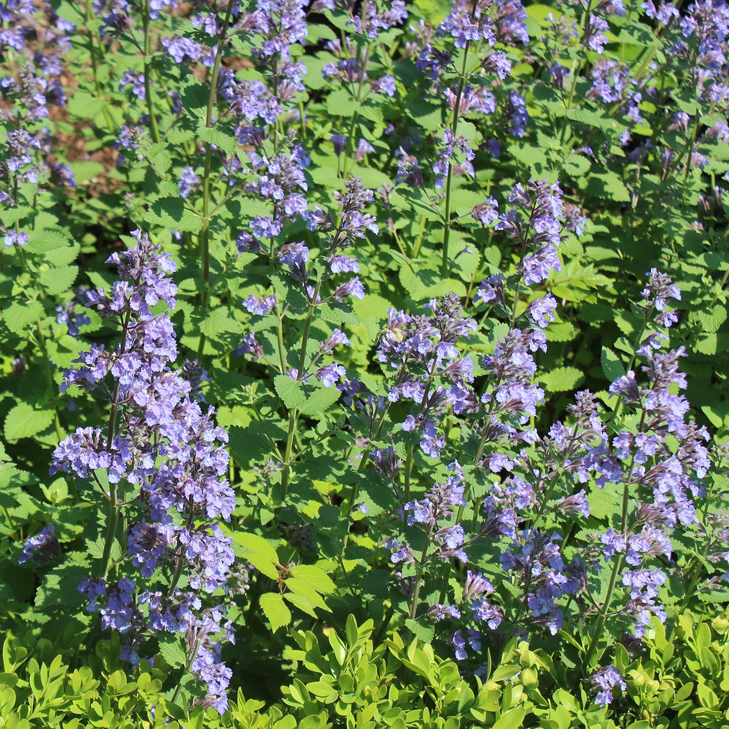 Purrsian Blue Dwarf Catmint