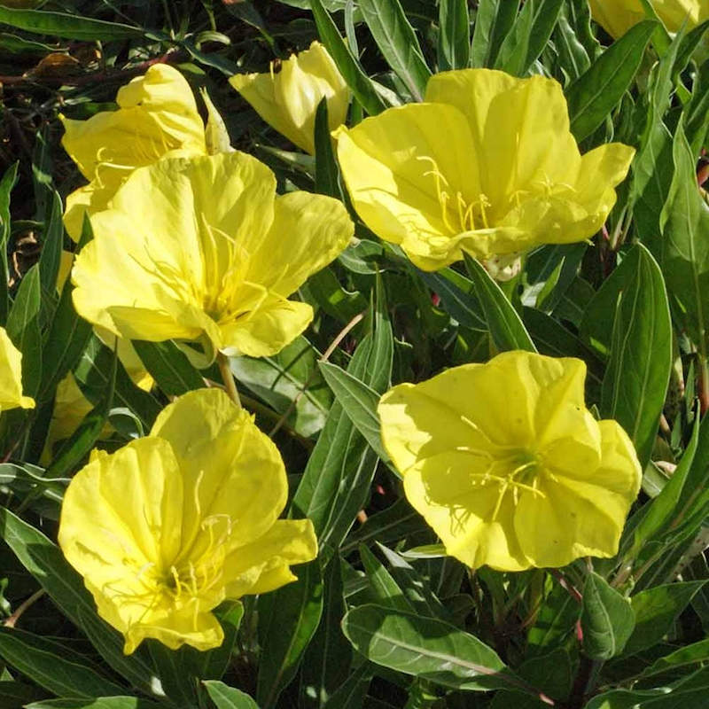 Evening Primrose / Ozark Sundrops