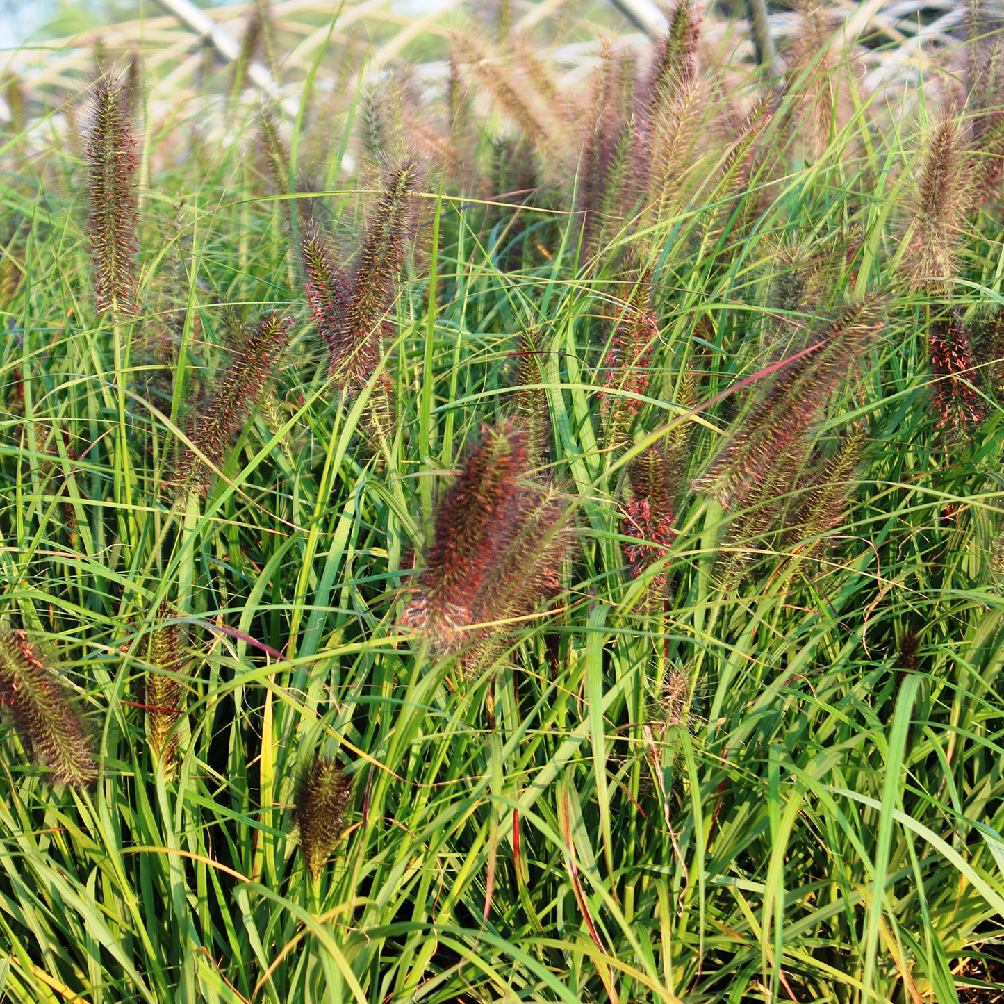 Red Head Fountain Grass
