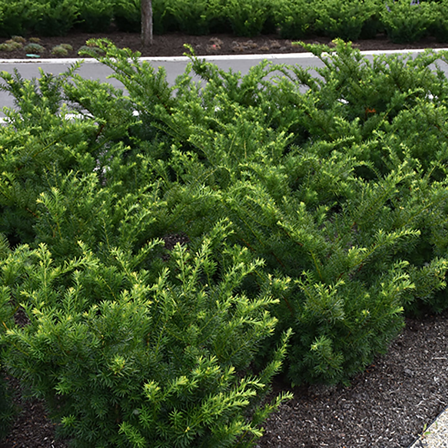 Dense Yew