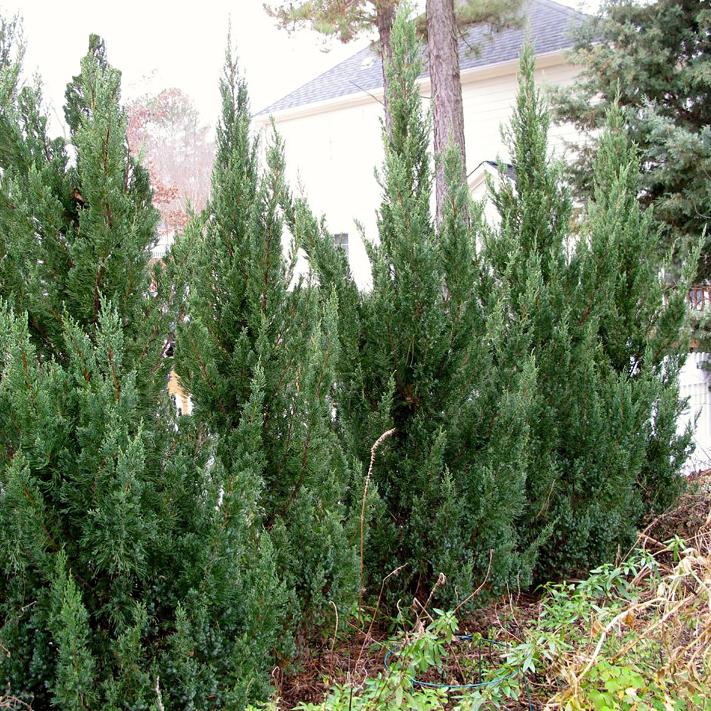 Blue Point Juniper
