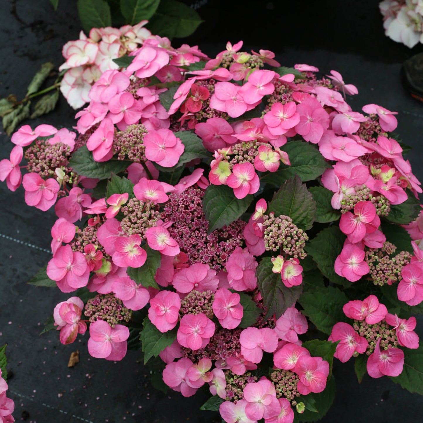 Tuff Stuff™ Reblooming Mountain Hydrangea