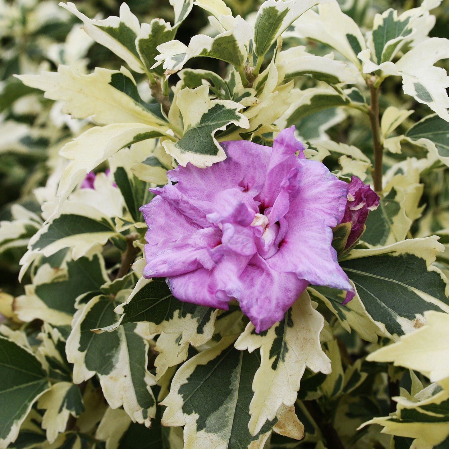 Show Time Rose of Sharon