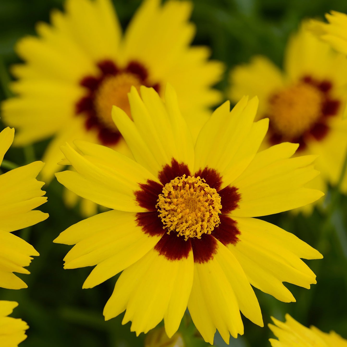 SunKiss Tickseed