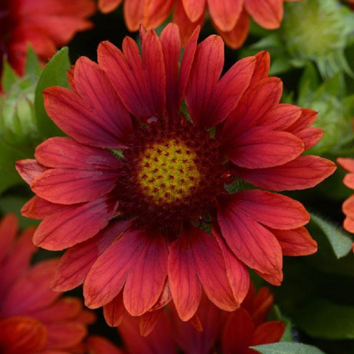 Mesa Red Blanket Flower