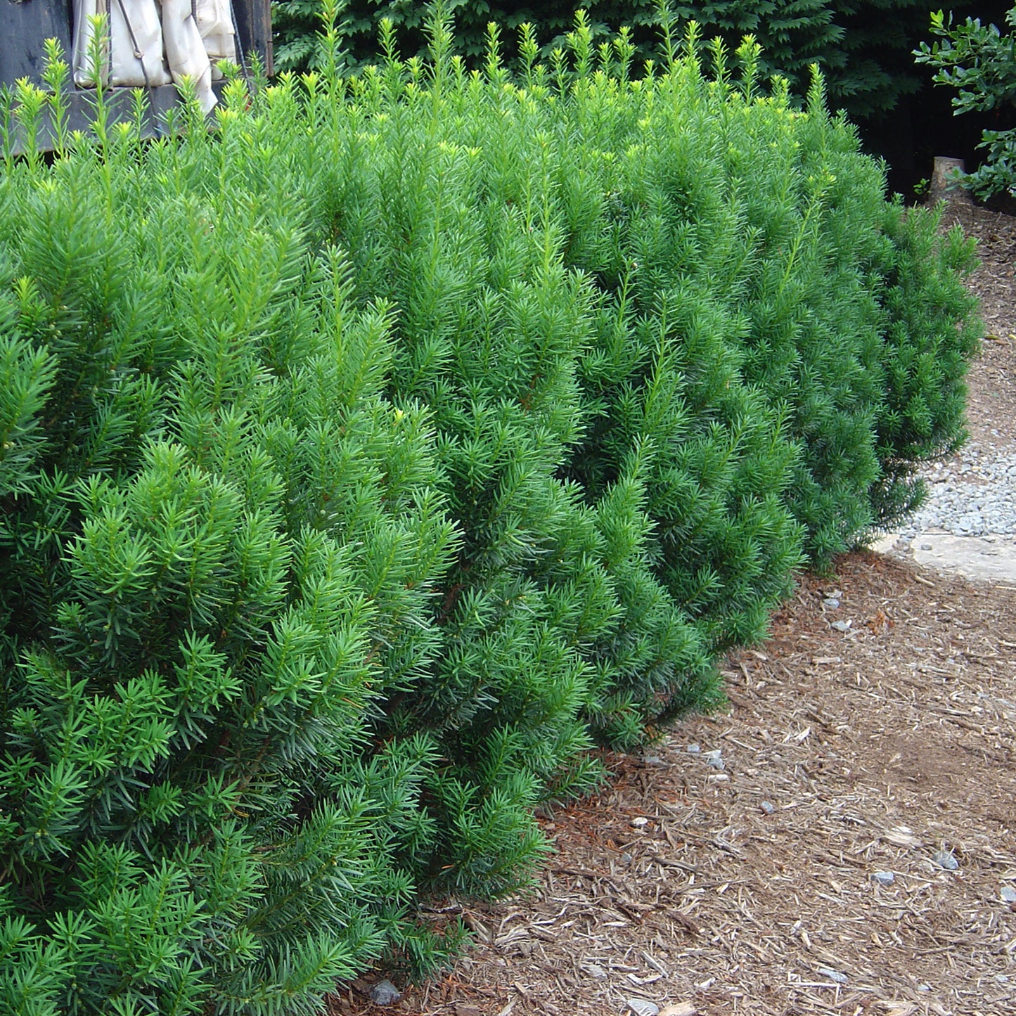 Rising Star® Yew