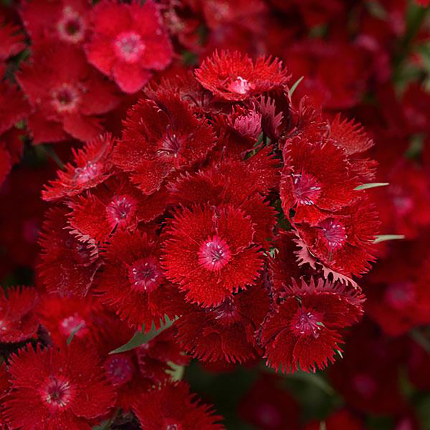 Rockin' Red Dianthus