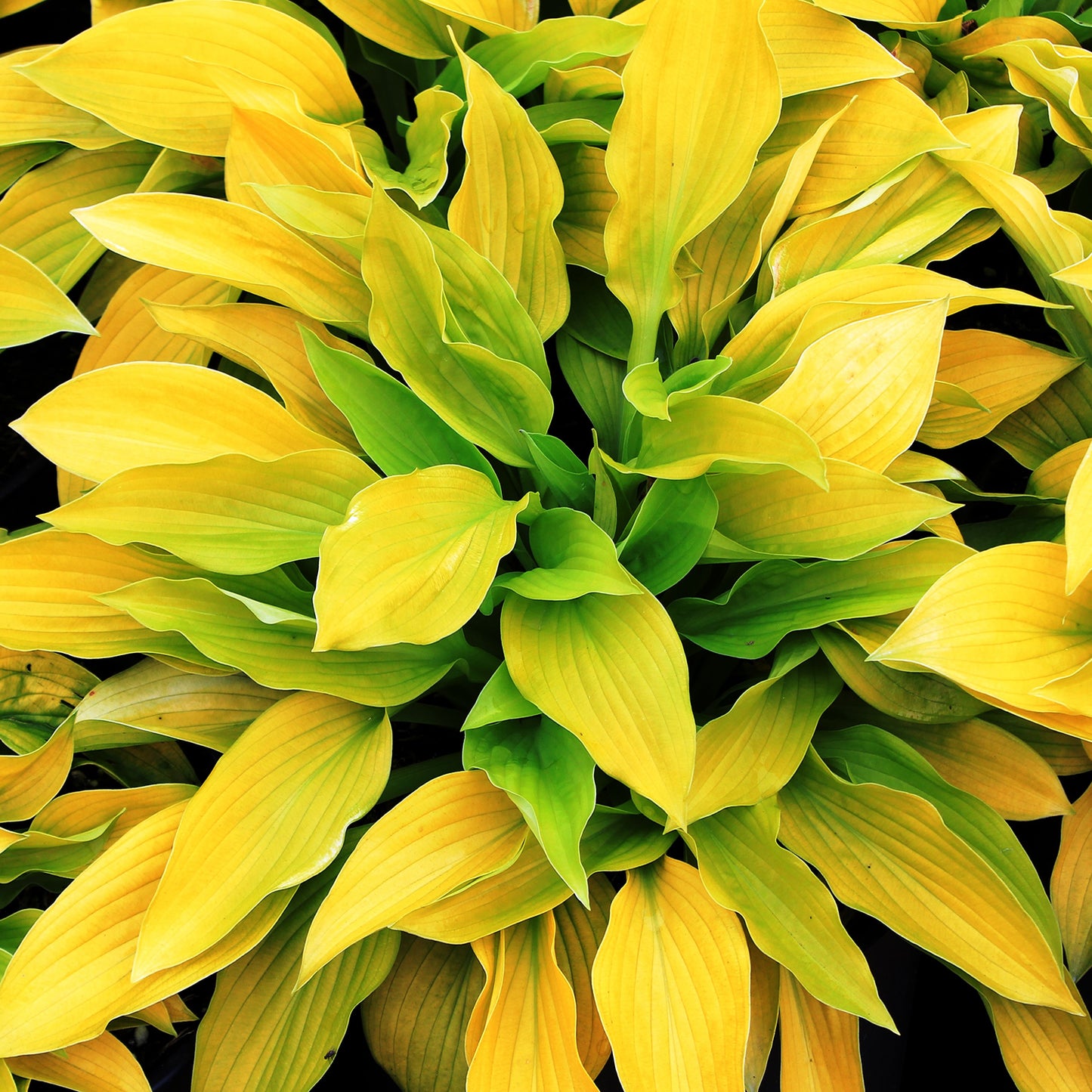 August Moon Plantain Lily