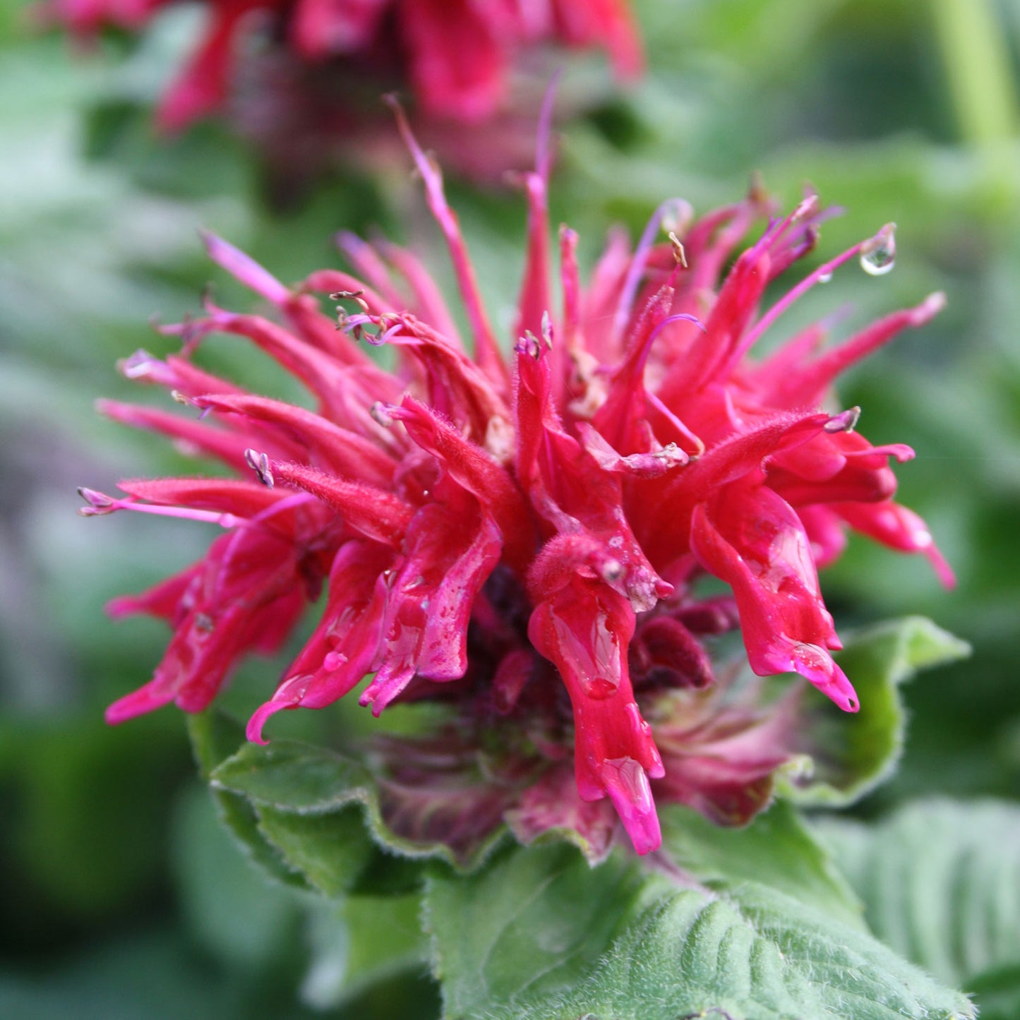 Fireball Bee Balm