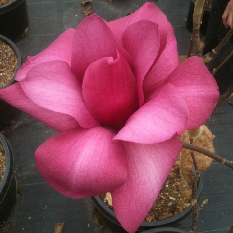 Vulcan Magnolia