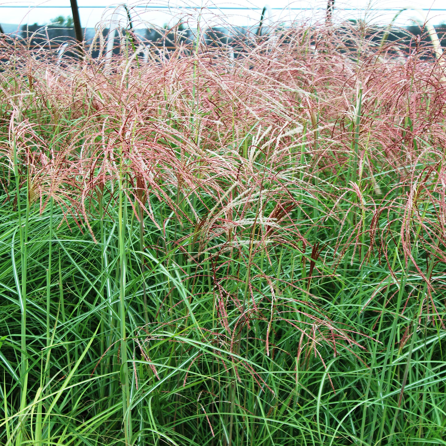 Huron Sunrise Maiden Grass