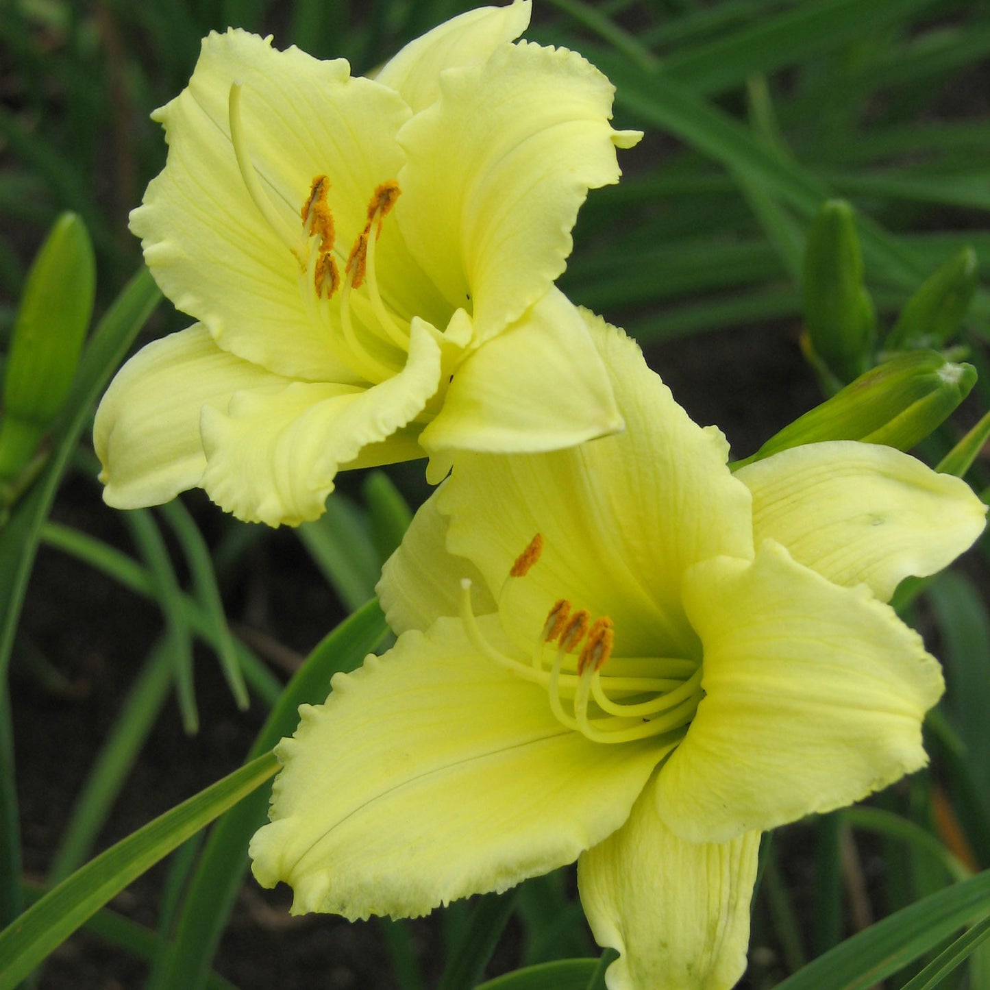 Happy Returns Daylily