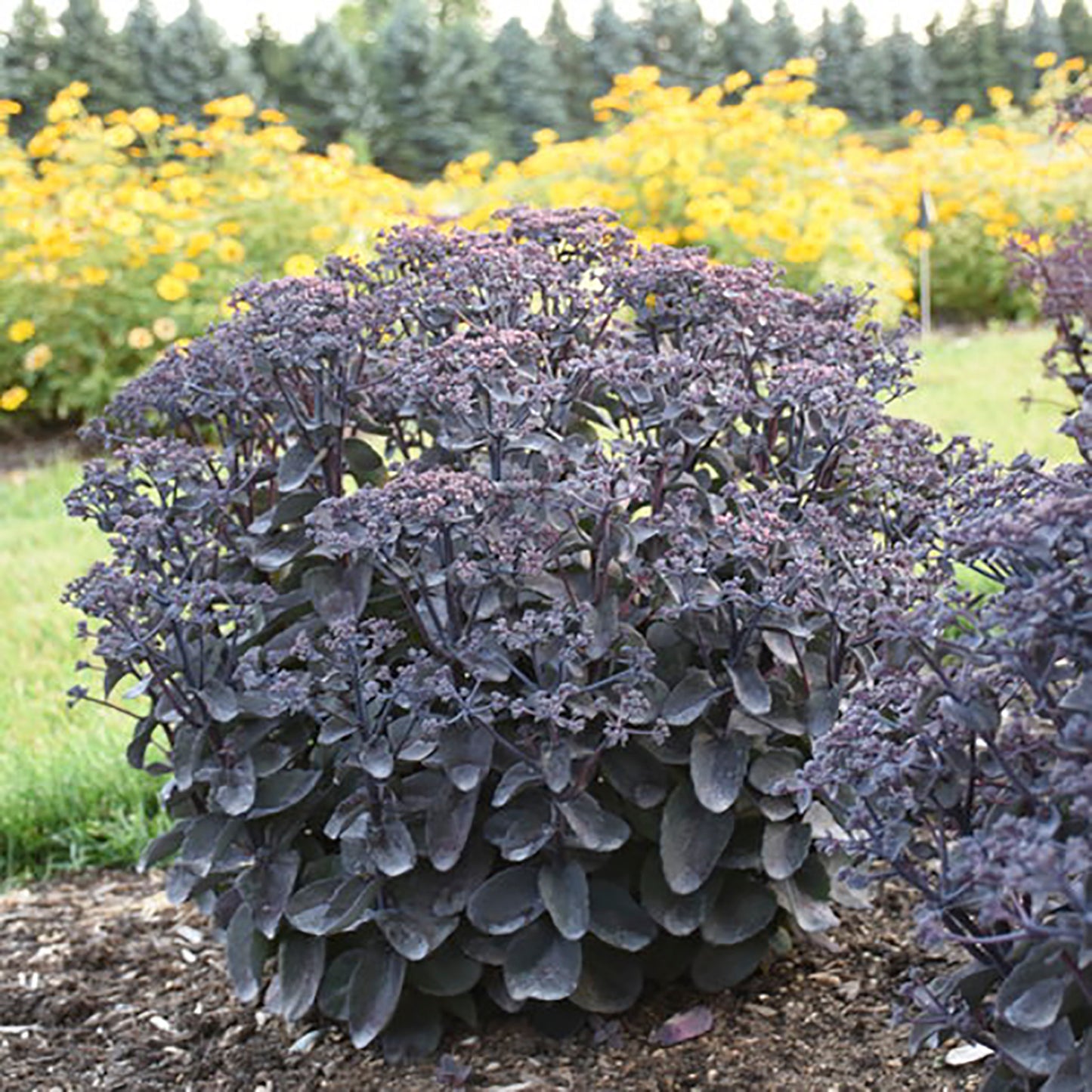 Back in Black Stonecrop