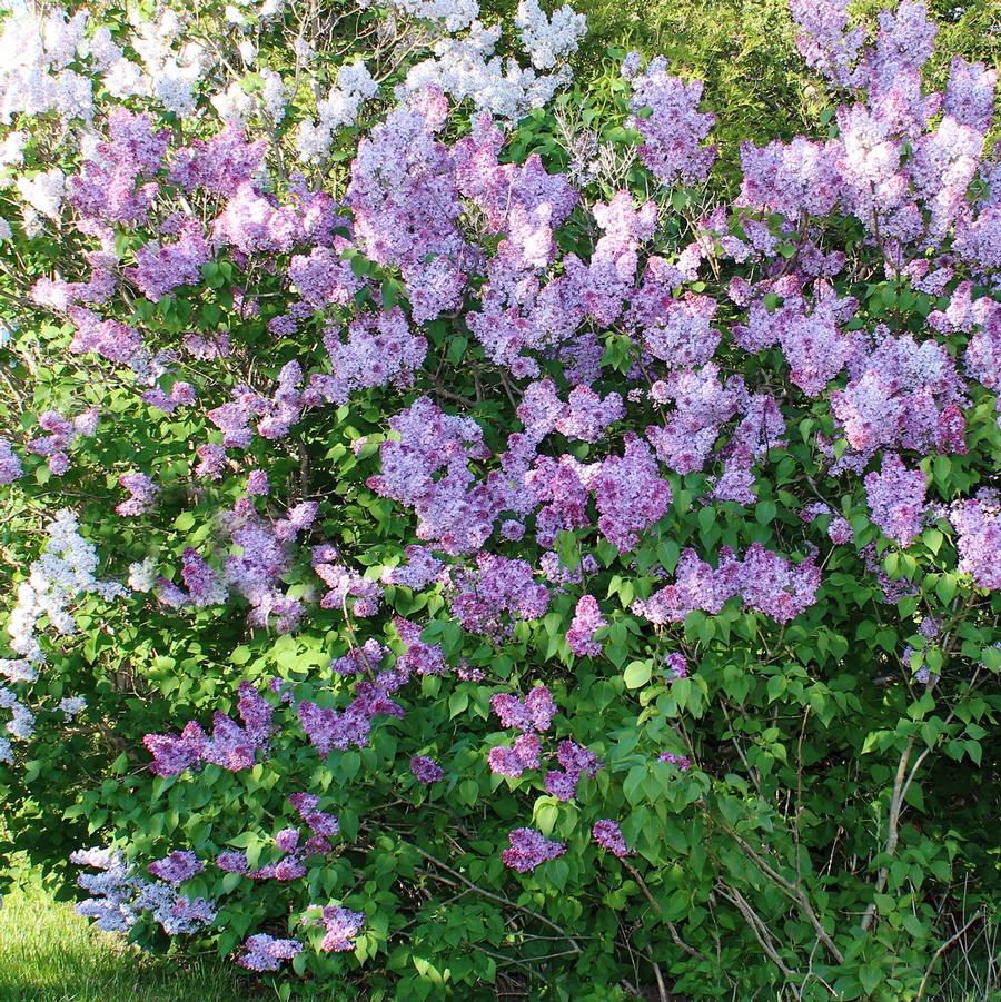 Monge Lilac