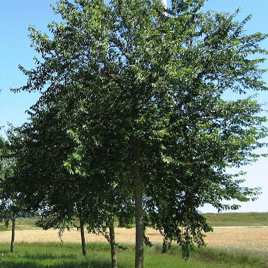 Pioneer Elm