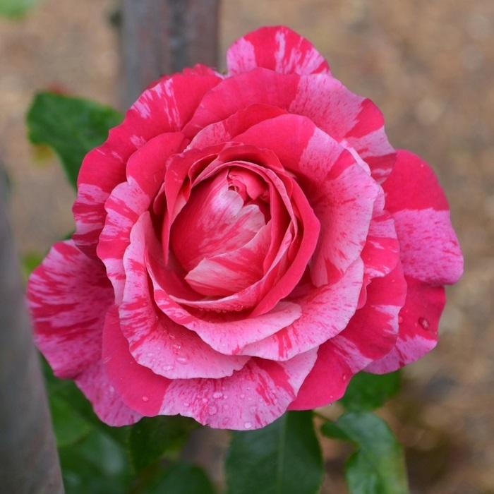 Raspberry Cream Twirl Rose