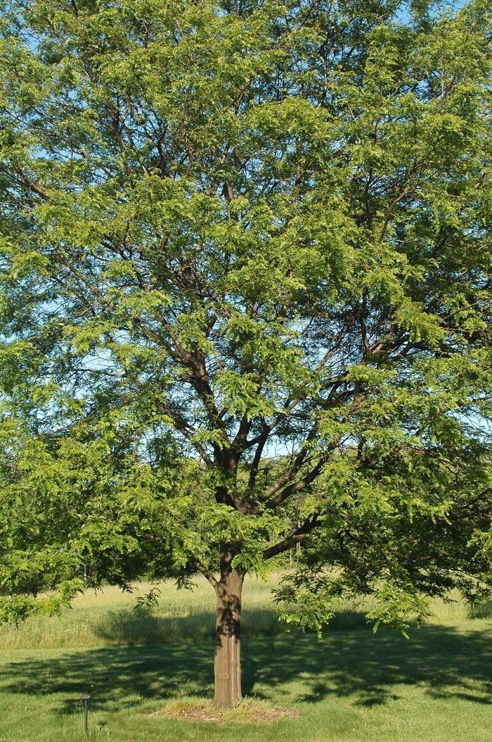 Shademaster Honeylocust