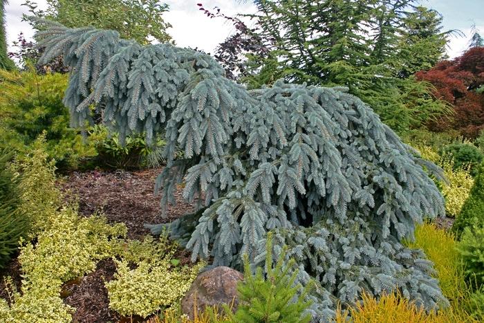 The Blues Colorado Spruce