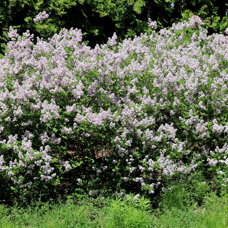 Wonderblue Lilac