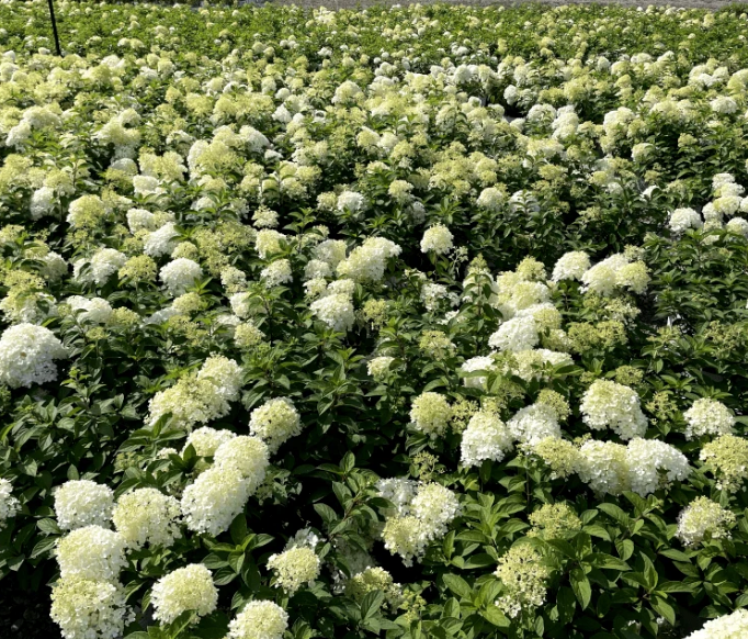 Hydrangeas