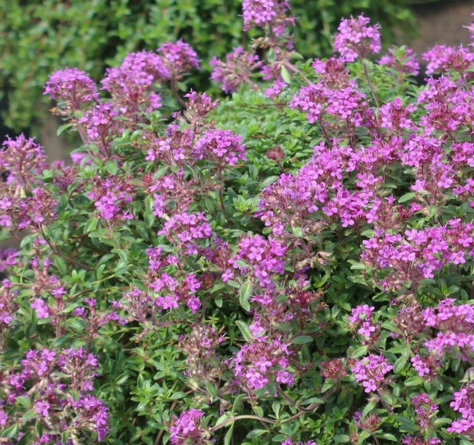 Ground Cover
