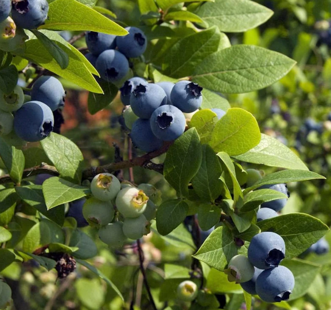 Fruits