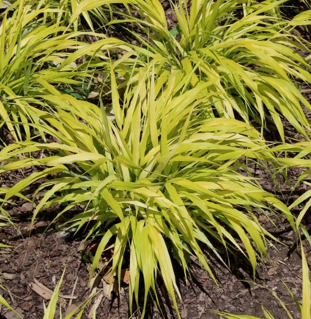 Grasses