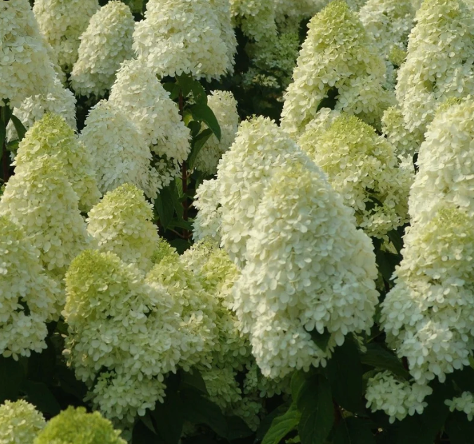Shrubs