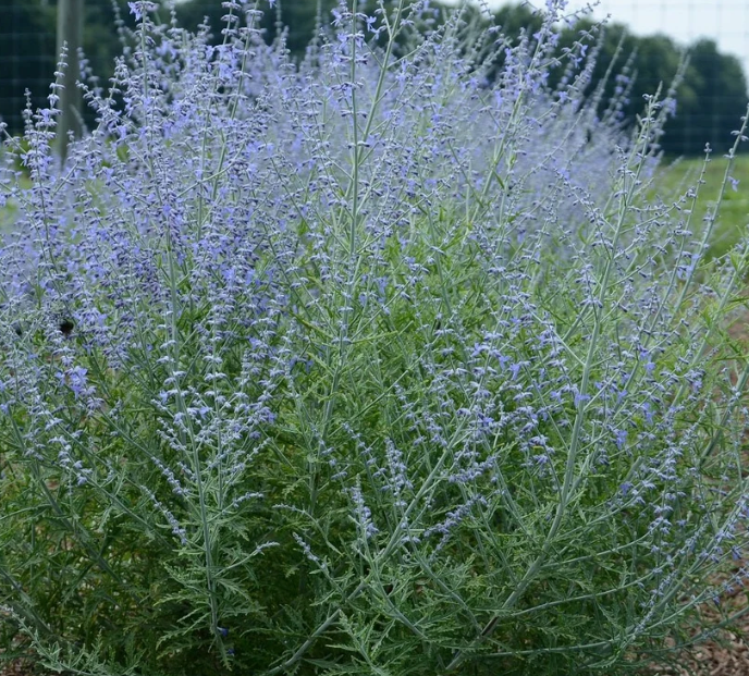 Perennials