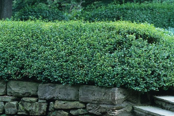 Alpine Currant