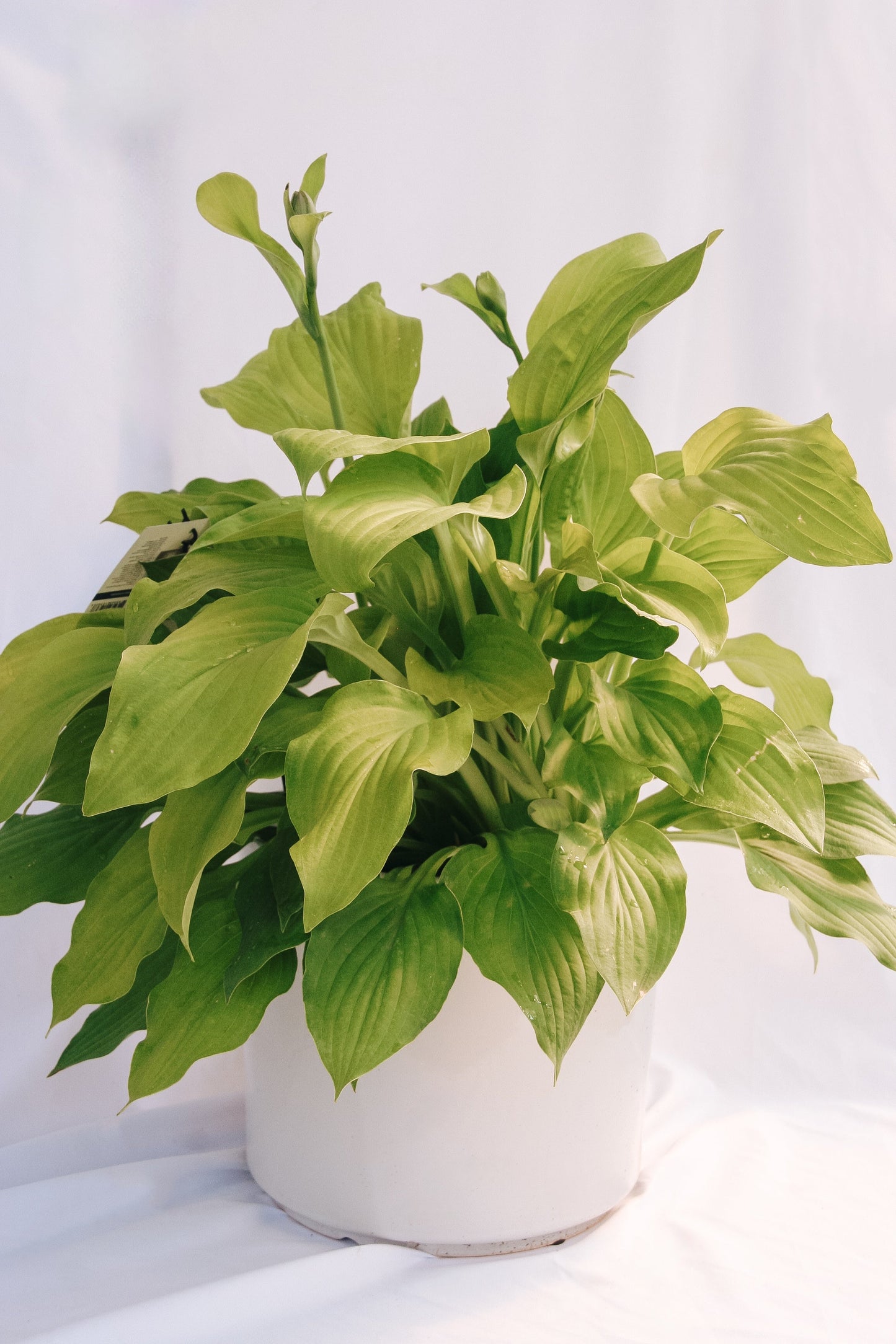 August Moon Hosta