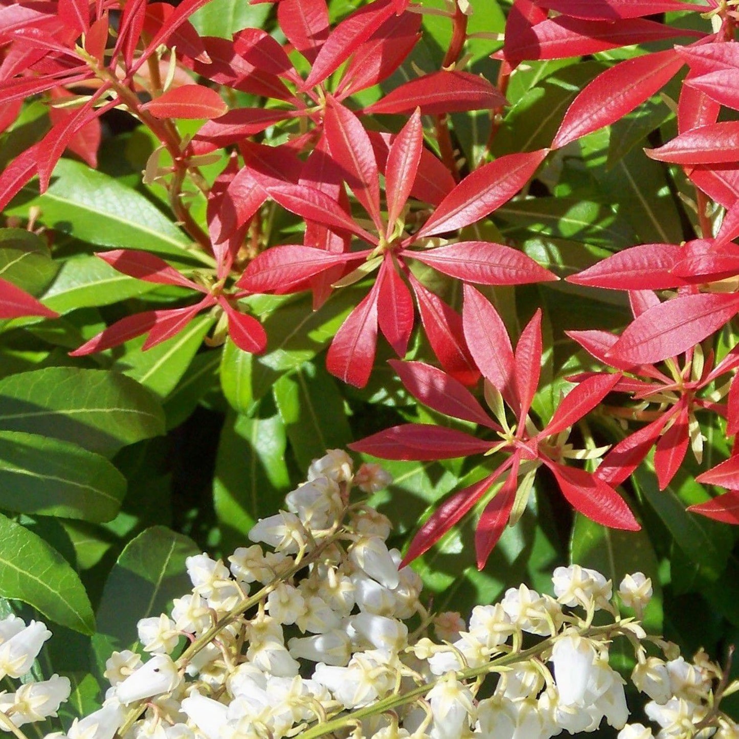 Forest Flame Pieris