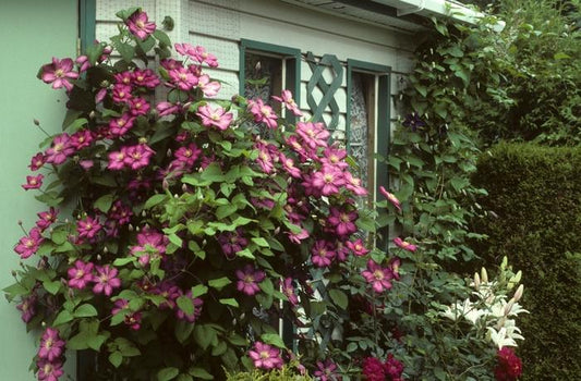 Bees' Jubilee Clematis