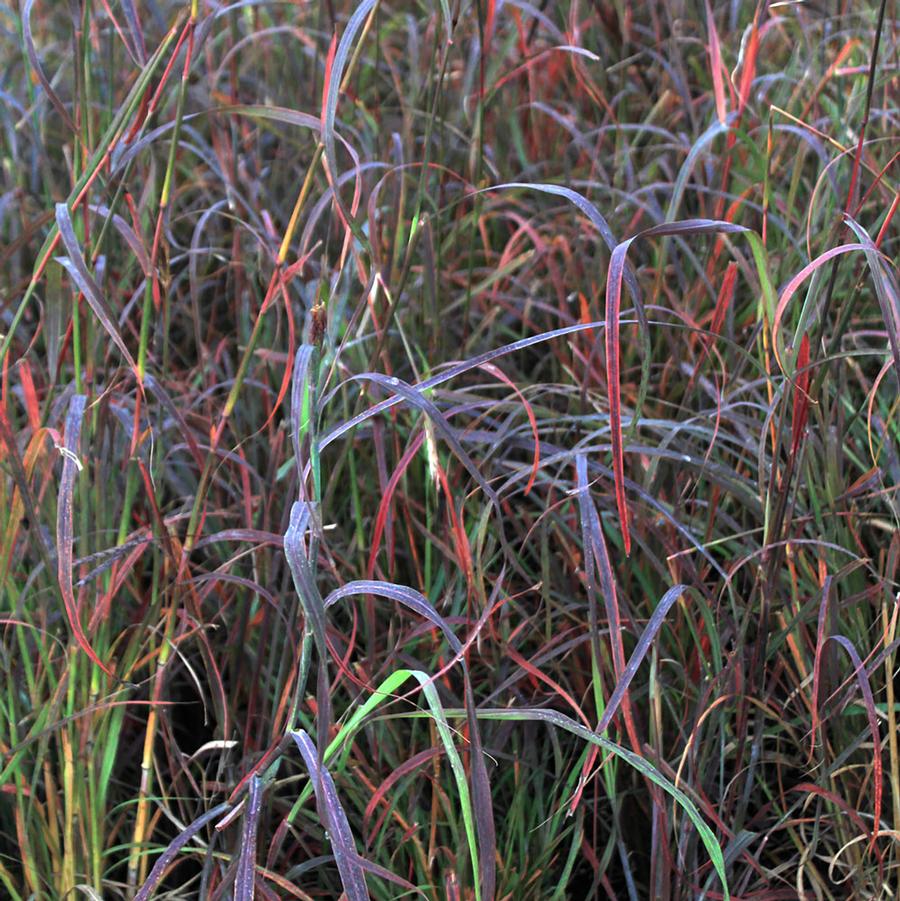 Big Bluestem