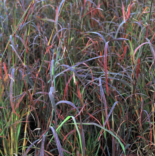 Big Bluestem