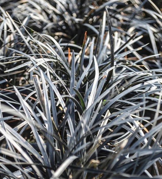 Black Mondo Grass