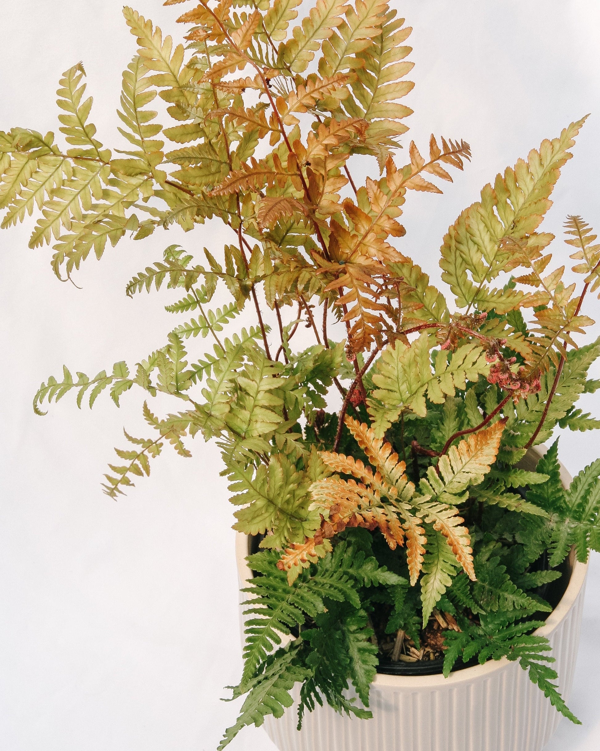 Brilliance Autumn Fern
