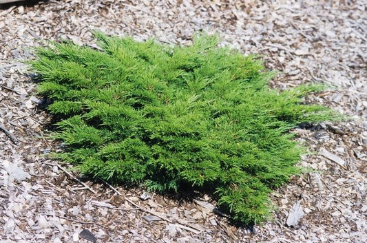 Calgary Carpet Savin Juniper