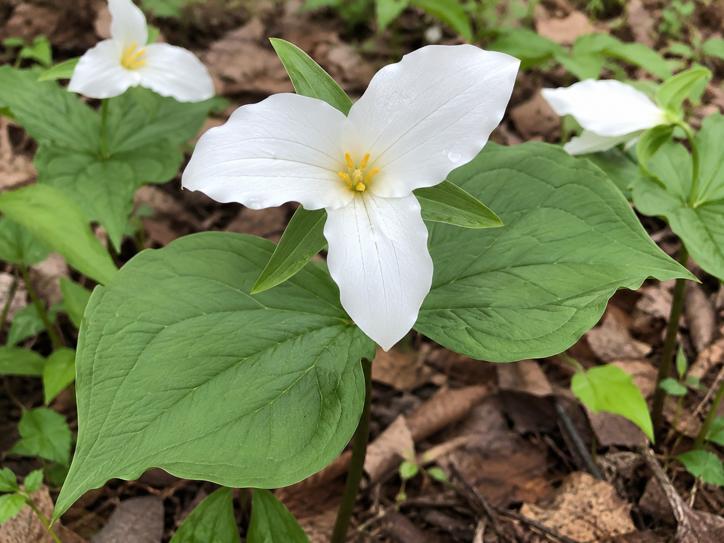 White Trillium