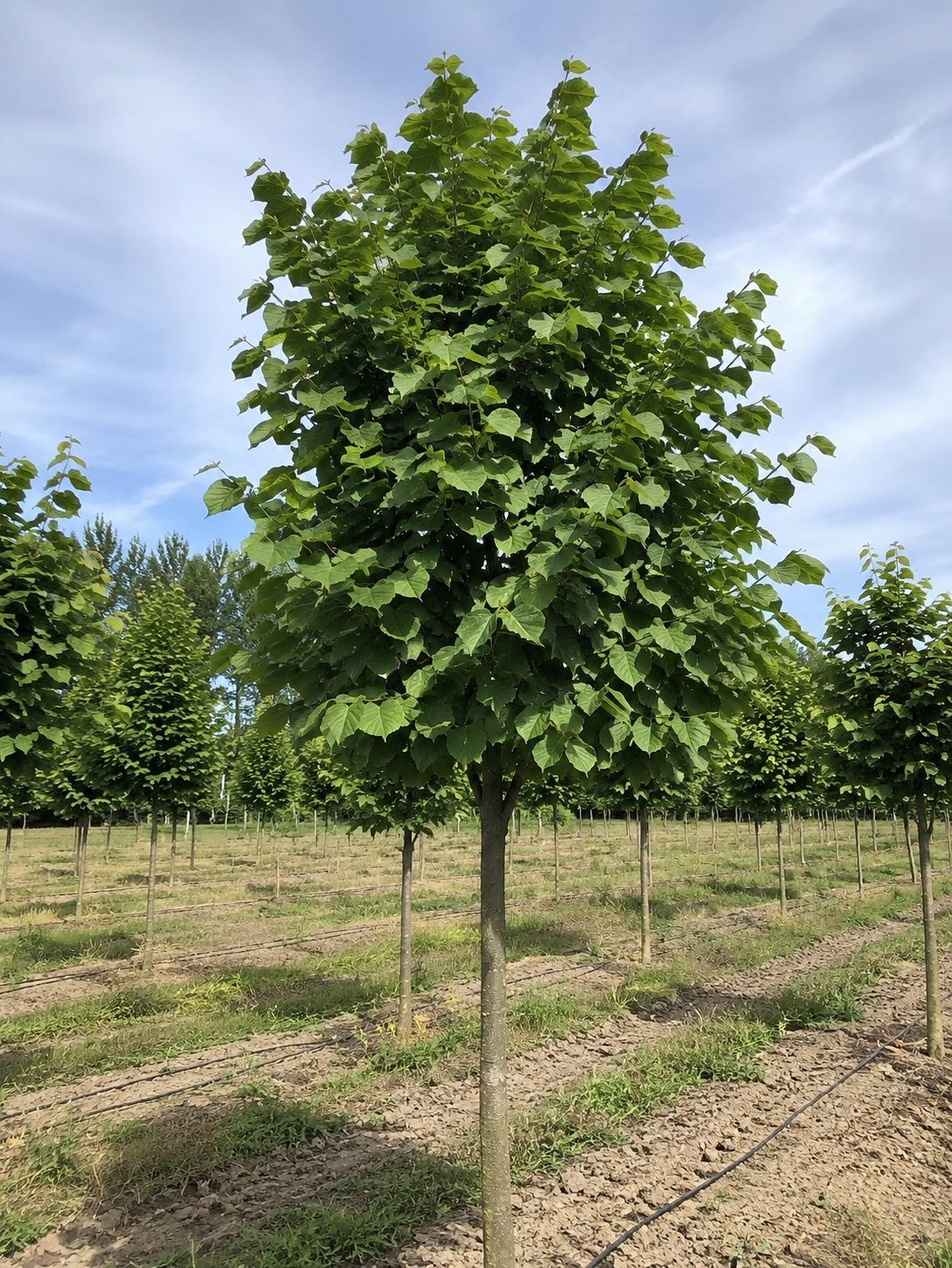Turkish Hazel