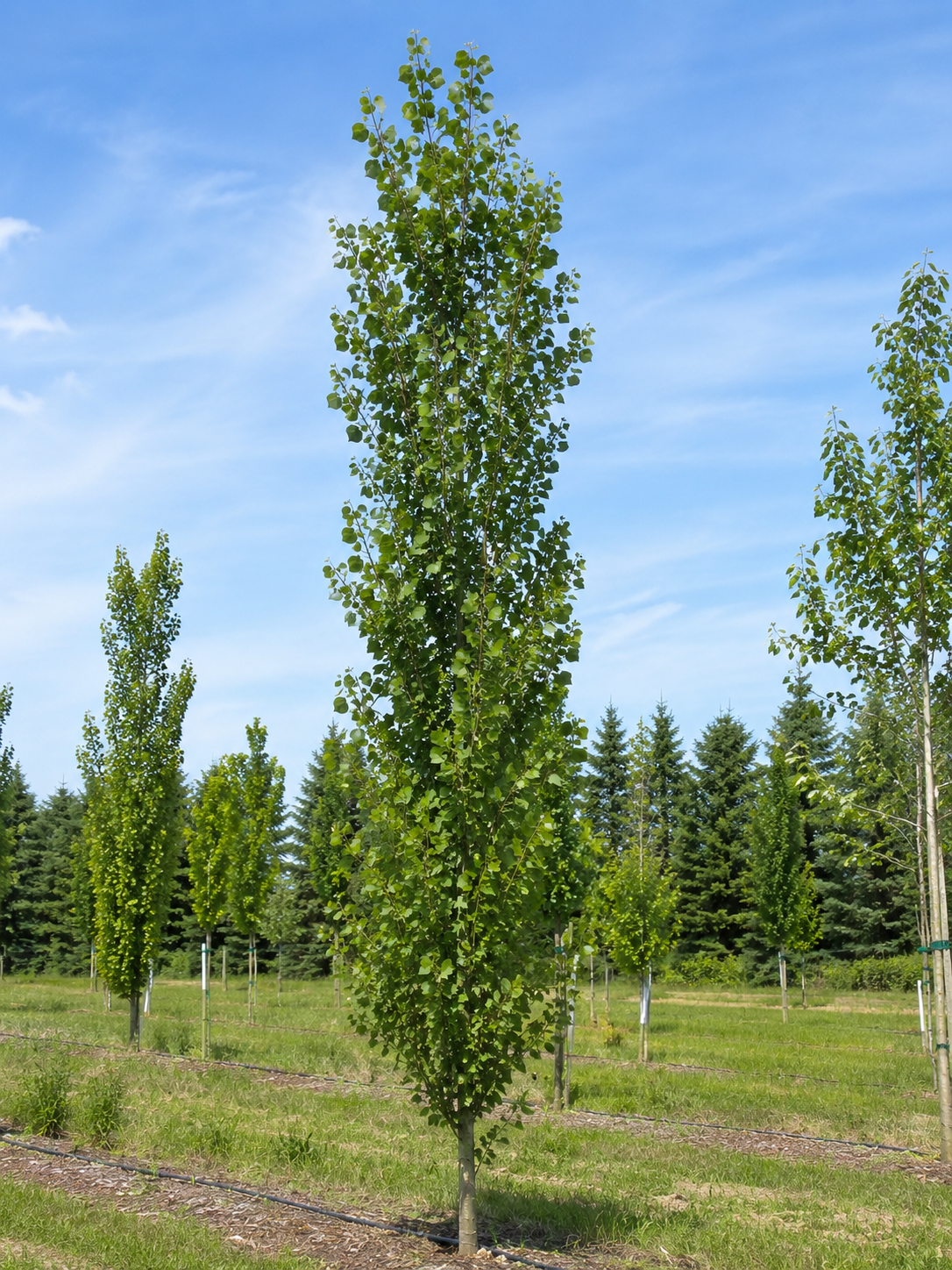 Swedish Columnar Aspen
