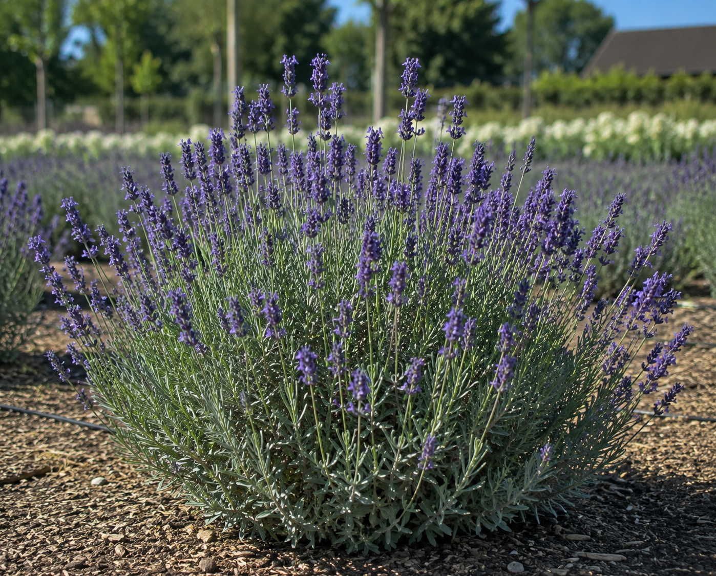 Vintro™ Forte Blue English Lavender
