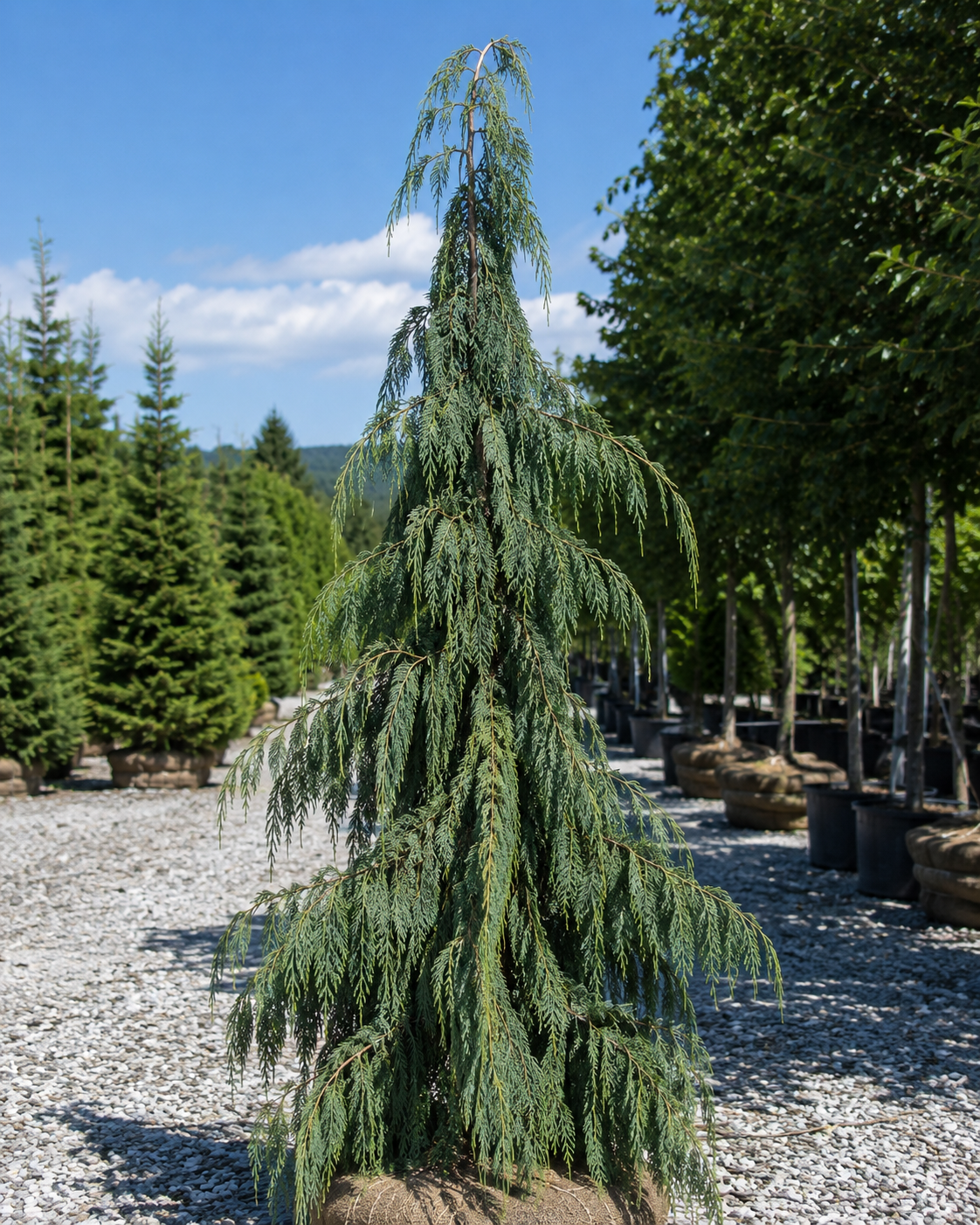 Weeping Blue Nootka False Cypress