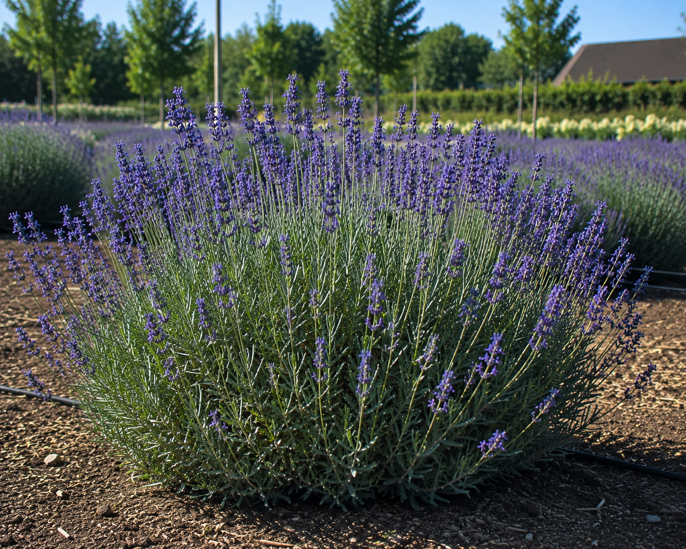 Vintro™ Blue English Lavender
