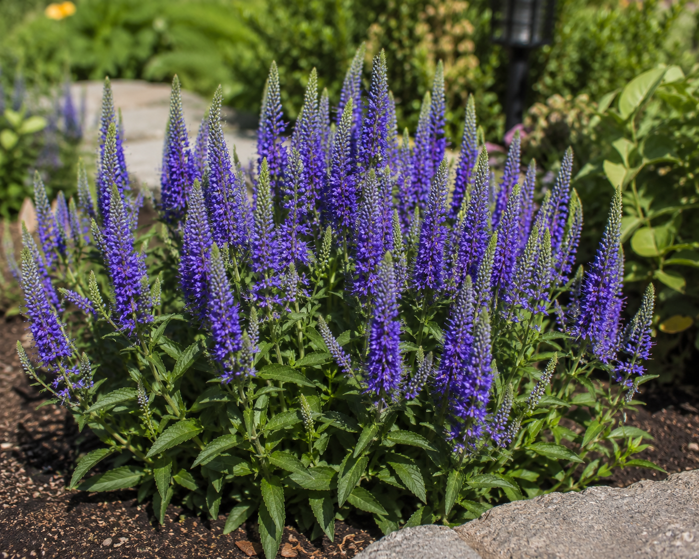 Very Van Gogh Speedwell