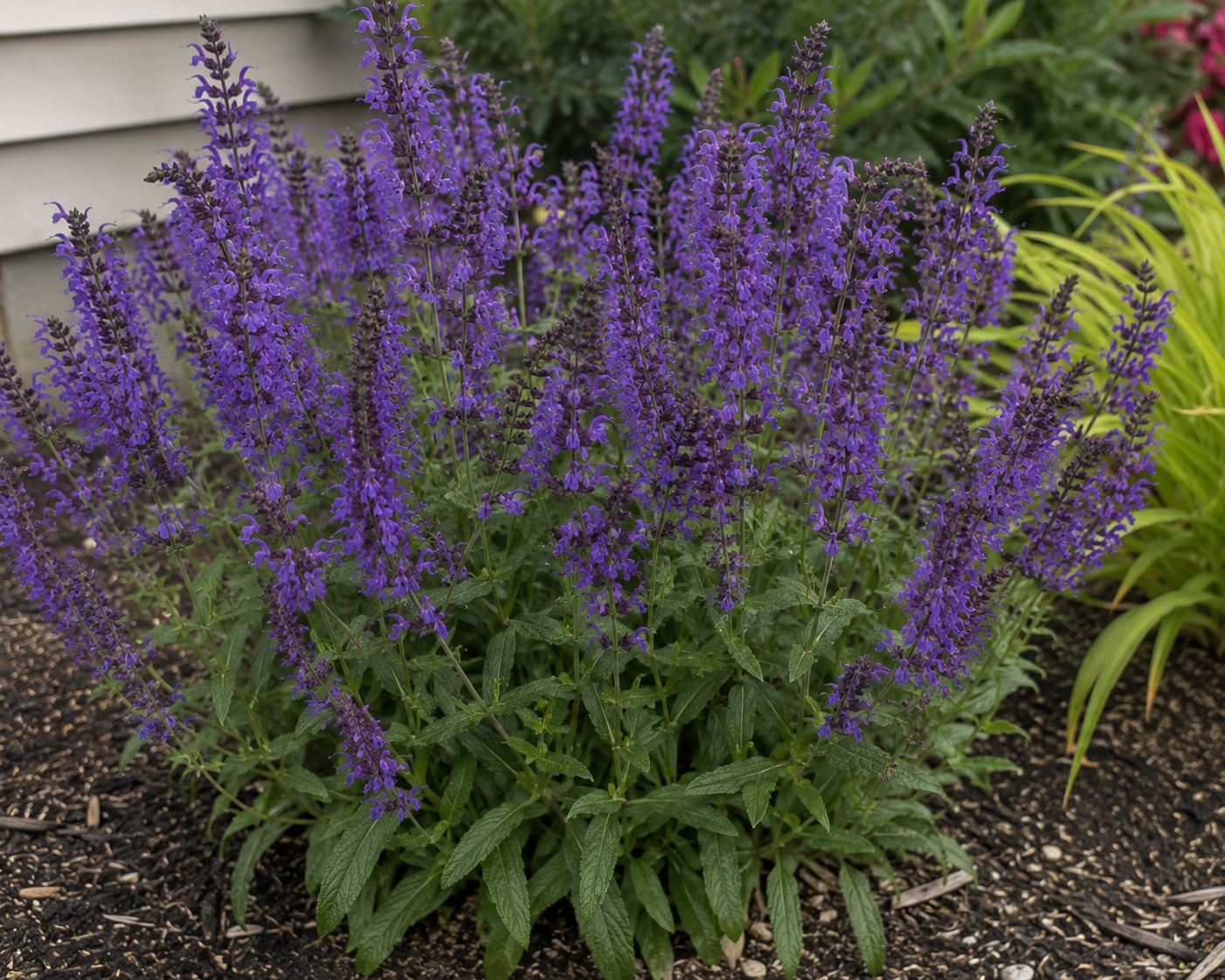Tidal Pool Meadow Sage