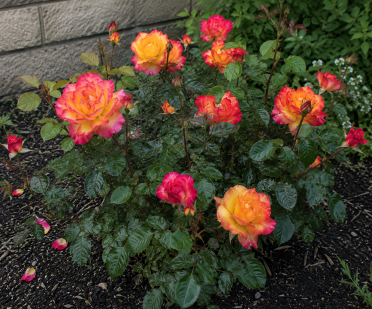 Sunset Horizon™ Floribunda Rose