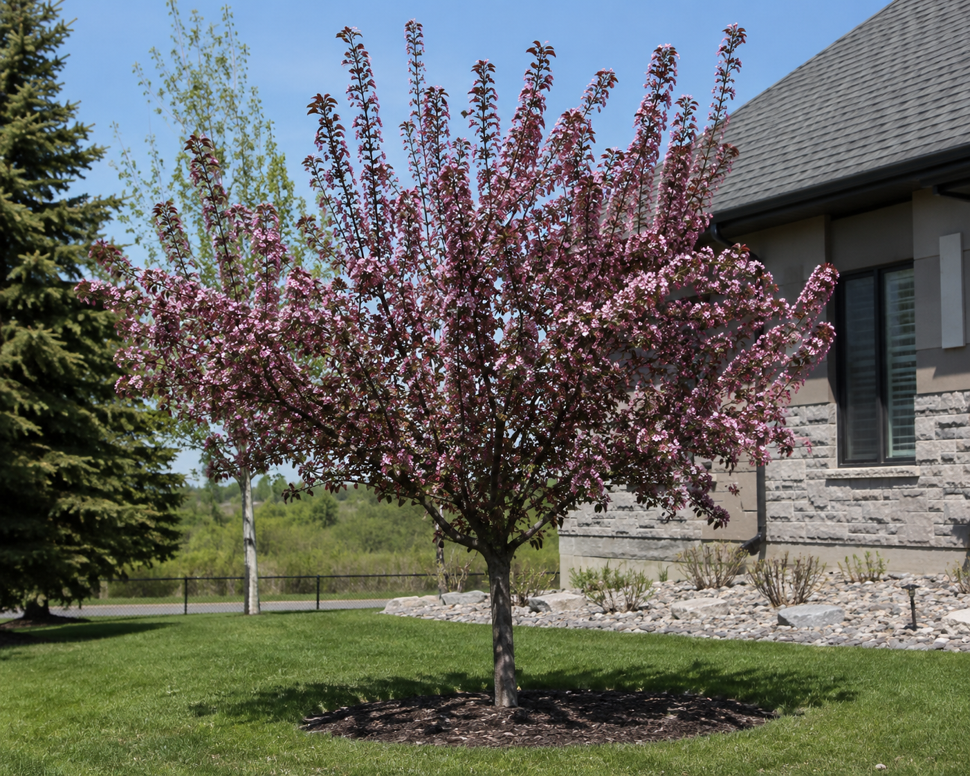 Thunderchild Crabapple