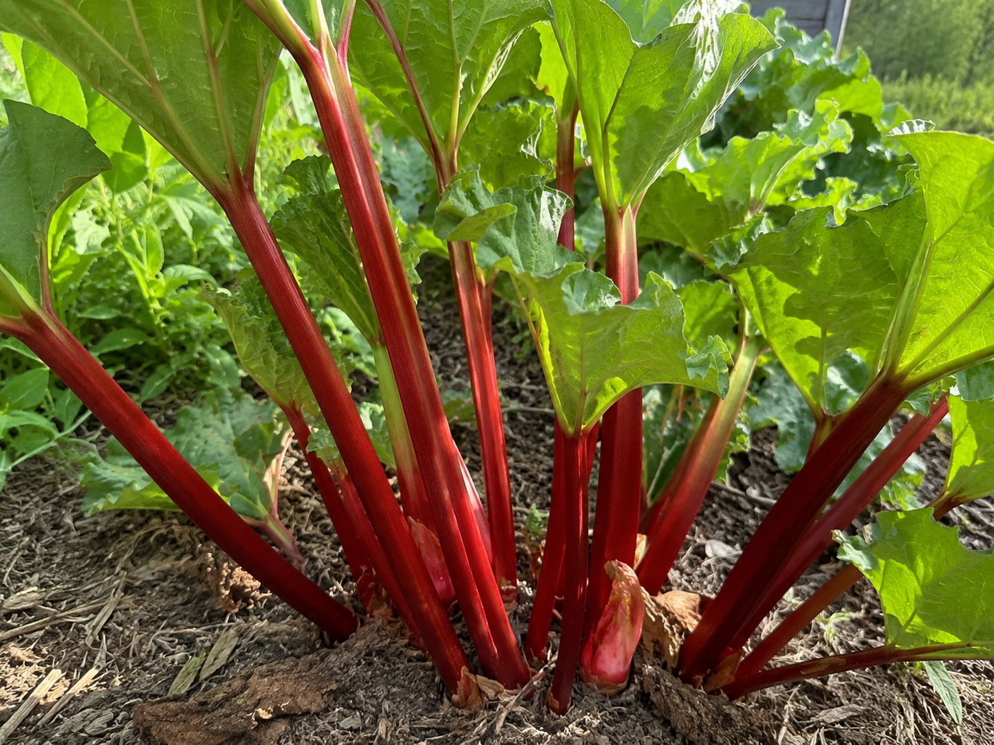Strawberry Red Rhubarb